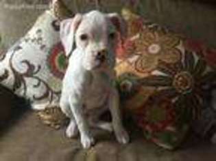 Boxer Puppy for sale in Chardon, OH, USA