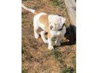 American Bulldog Puppy for sale in East Meadow, NY, USA