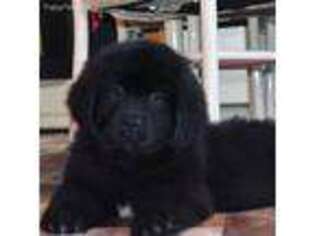 Newfoundland Puppy for sale in Deerwood, MN, USA