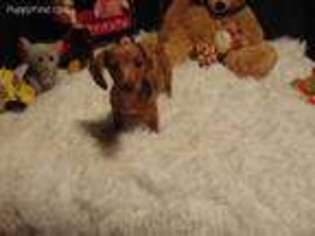 Dachshund Puppy for sale in Jefferson City, MO, USA