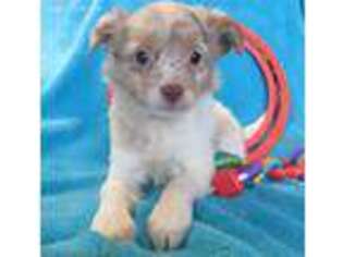 Chihuahua Puppy for sale in Memphis, MO, USA
