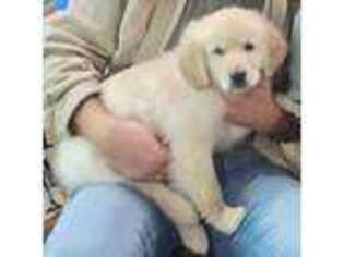 Golden Retriever Puppy for sale in The Colony, TX, USA