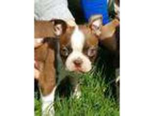 Boston Terrier Puppy for sale in Mayport, PA, USA