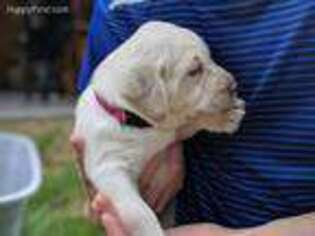 Labrador Retriever Puppy for sale in Pewamo, MI, USA