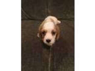 Cavachon Puppy for sale in Spartanburg, SC, USA