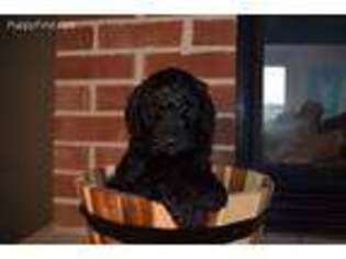 Labradoodle Puppy for sale in Truxton, MO, USA