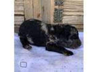 Mutt Puppy for sale in Lynch Station, VA, USA
