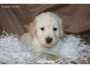 Golden Retriever Puppy for sale in Fairhaven, MA, USA