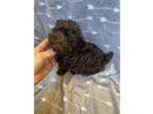 Yorkshire Terrier Puppy for sale in Canton, TX, USA