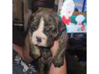 Olde English Bulldogge Puppy for sale in Quitman, GA, USA