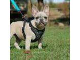 French Bulldog Puppy for sale in Baileyton, AL, USA