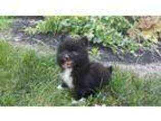Pomeranian Puppy for sale in Loogootee, IN, USA