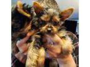 Yorkshire Terrier Puppy for sale in Coarsegold, CA, USA
