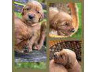 Mutt Puppy for sale in Shedd, OR, USA