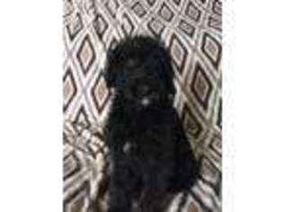 Labradoodle Puppy for sale in Richlands, NC, USA