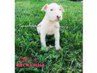 Bull Terrier Puppy for sale in Vinton, OH, USA