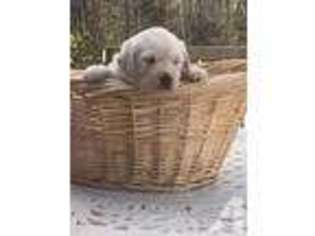 Labrador Retriever Puppy for sale in APPLETON, WI, USA