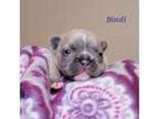 French Bulldog Puppy for sale in Cottondale, FL, USA
