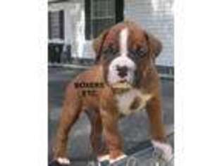 Boxer Puppy for sale in Nicholls, GA, USA