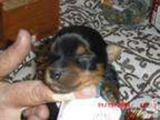 Yorkshire Terrier Puppy for sale in PUEBLO, CO, USA