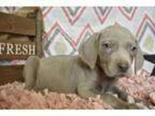 Weimaraner Puppy for sale in Browning, MO, USA