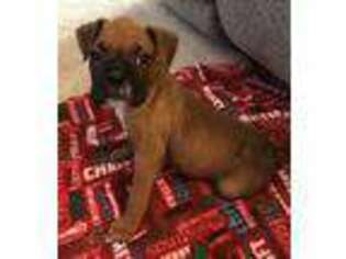 Boxer Puppy for sale in Charles Town, WV, USA