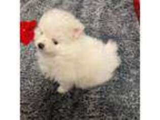 Pomeranian Puppy for sale in Gillette, WY, USA