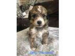 Mutt Puppy for sale in Lacey, WA, USA