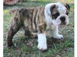 Bulldog Puppy for sale in Crowder, OK, USA
