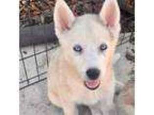 Siberian Husky Puppy for sale in Gilroy, CA, USA
