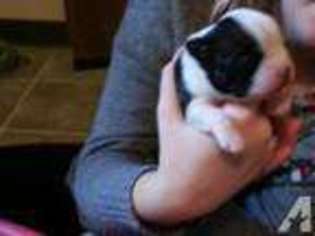 Boston Terrier Puppy for sale in FOREST GROVE, OR, USA