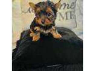Yorkshire Terrier Puppy for sale in Coarsegold, CA, USA