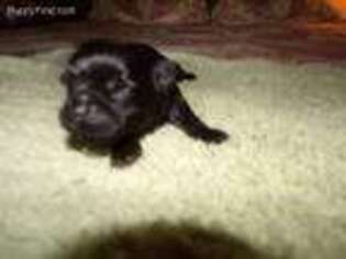 Brussels Griffon Puppy for sale in Berryville, AR, USA
