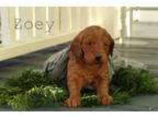 Labradoodle Puppy for sale in Spring Hope, NC, USA