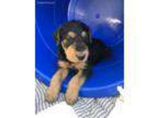 Airedale Terrier Puppy for sale in Augusta, GA, USA