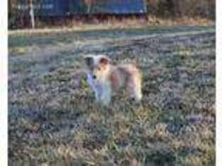 Collie Puppy for sale in Grovespring, MO, USA