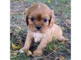 Cavalier King Charles Spaniel Puppy for sale in Sullivan, IL, USA