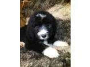 Mutt Puppy for sale in Danville, AR, USA