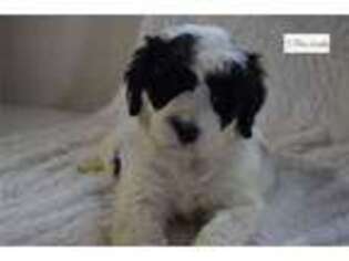 Portuguese Water Dog Puppy for sale in Canton, OH, USA