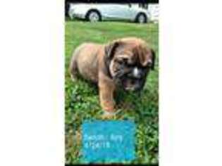 Bulldog Puppy for sale in Henderson, KY, USA