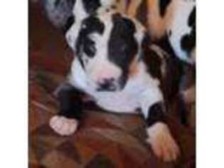 Great Dane Puppy for sale in Gardner, MA, USA