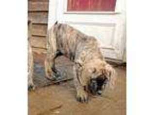Mastiff Puppy for sale in Brush Prairie, WA, USA
