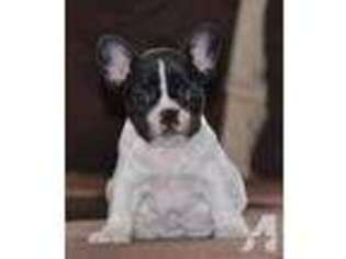Mutt Puppy for sale in CEDAR PARK, TX, USA