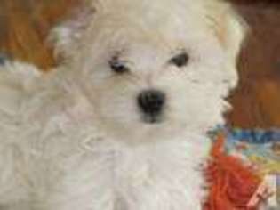 Maltese Puppy for sale in MEDFORD, OR, USA