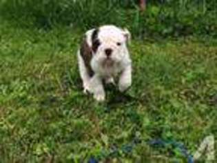 Bulldog Puppy for sale in LEESBURG, OH, USA