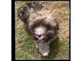 Havanese Puppy for sale in Athens, GA, USA