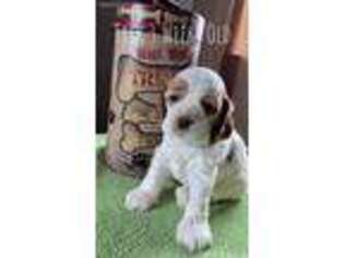 Cocker Spaniel Puppy for sale in Butte, MT, USA