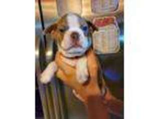 Boston Terrier Puppy for sale in Tampa, FL, USA