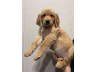 Golden Retriever Puppy for sale in Yelm, WA, USA