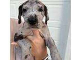 Great Dane Puppy for sale in Liberty, MO, USA